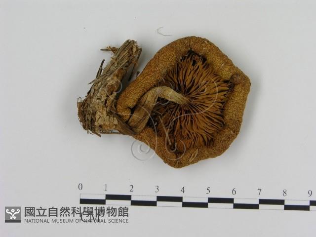登錄號:F0012311藏品圖，第3張