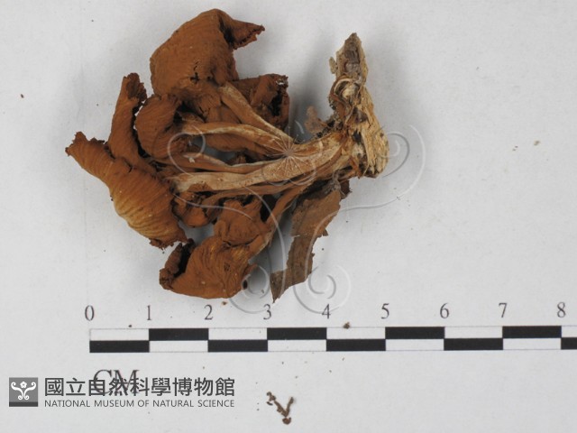 盔孢傘屬藏品圖，第3張