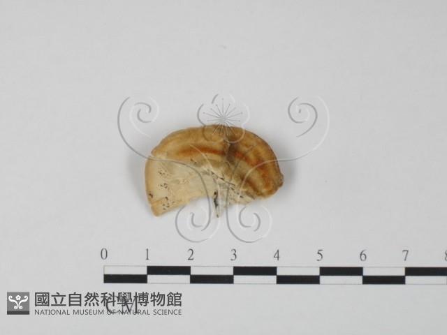 登錄號:F0007311藏品圖，第3張