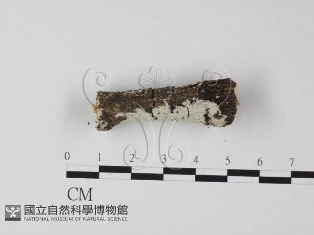 冇骨消絲齒菌藏品圖，第3張