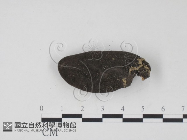 登錄號:F0005311藏品圖，第3張