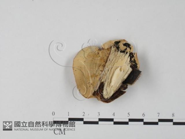 栓菌屬藏品圖，第3張