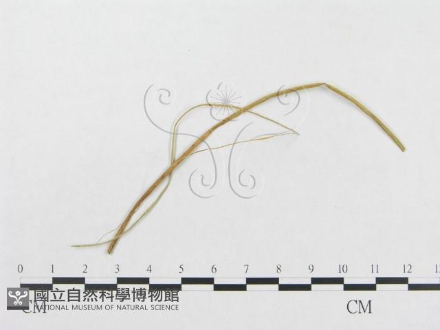 登錄號:F0019311藏品圖，第1張