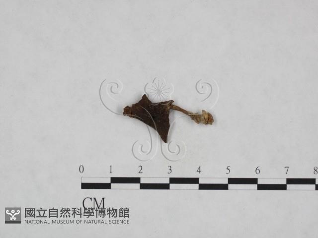 杯傘屬藏品圖，第3張