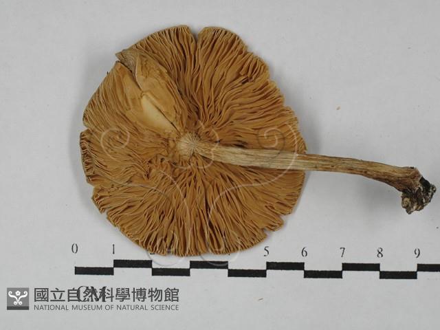登錄號:F0003311藏品圖，第3張