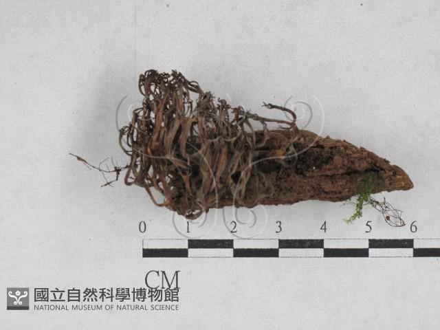 登錄號:F0028251藏品圖，第3張