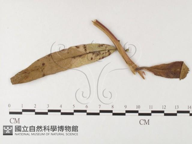 登錄號:F0026251藏品圖，第1張