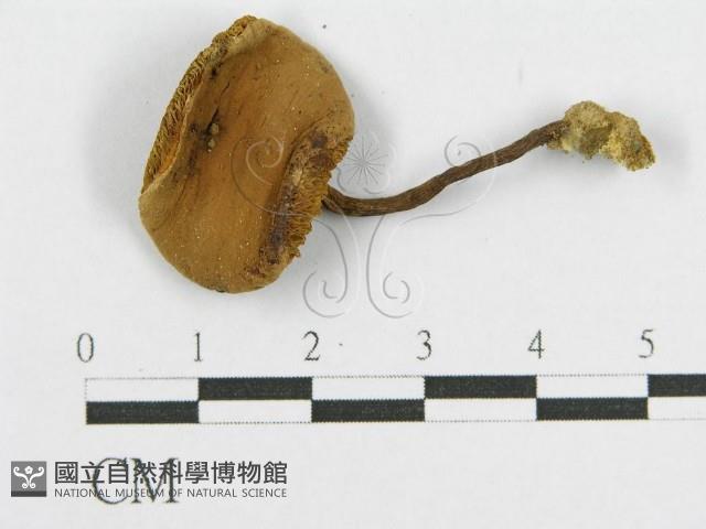 登錄號:F0016251藏品圖，第3張