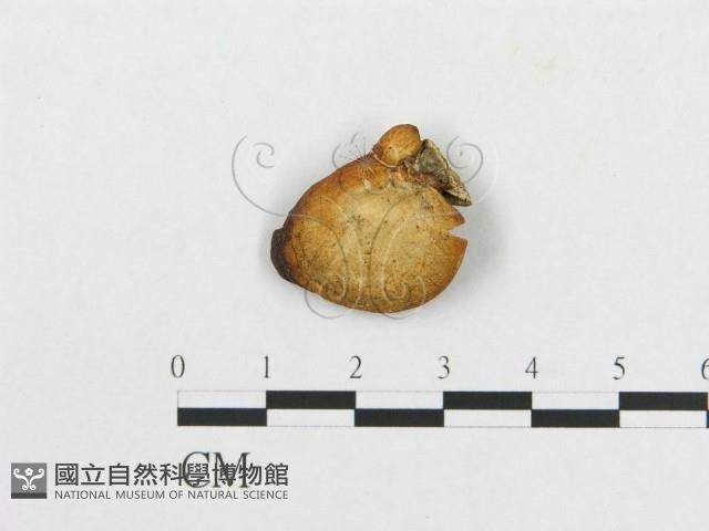 登錄號:F0001251藏品圖，第1張