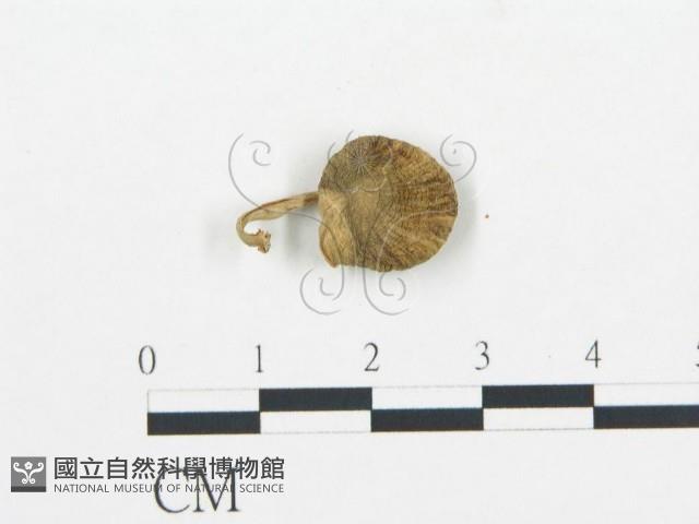 杯傘屬藏品圖，第3張