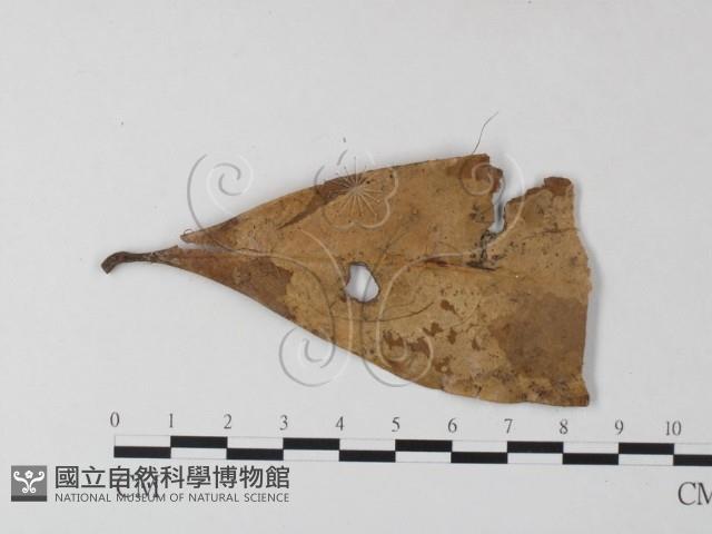 小皮傘屬藏品圖，第3張