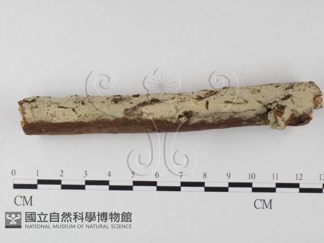 登錄號:F0022251藏品圖，第3張