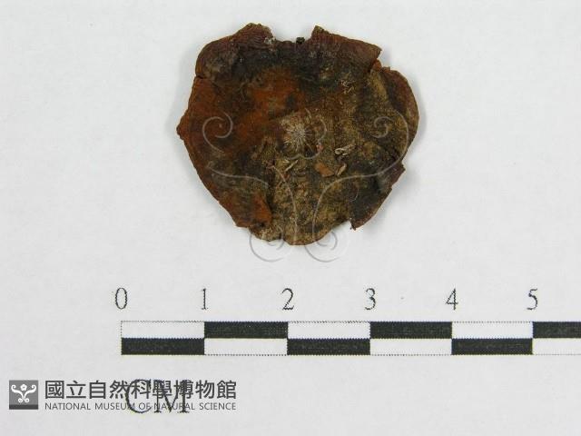 盔孢傘屬藏品圖，第3張