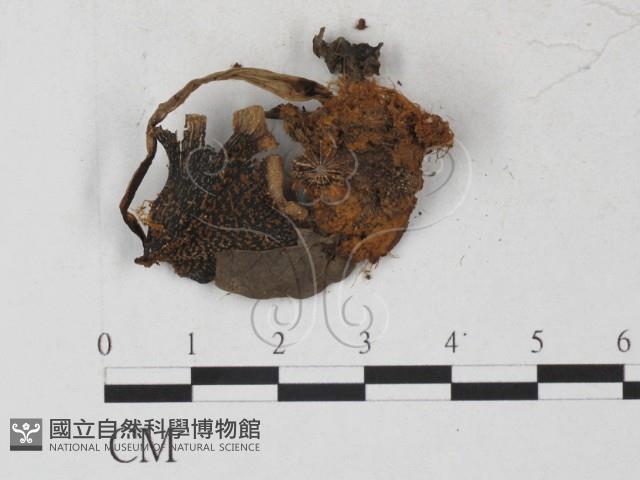 登錄號:F0027251藏品圖，第3張