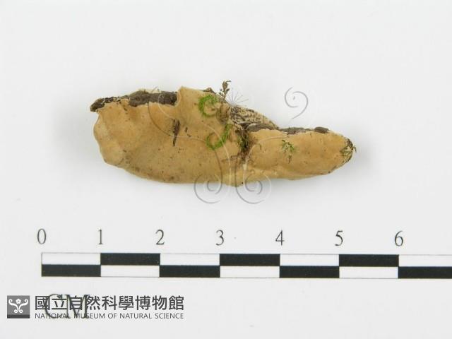 登錄號:F0017251藏品圖，第1張