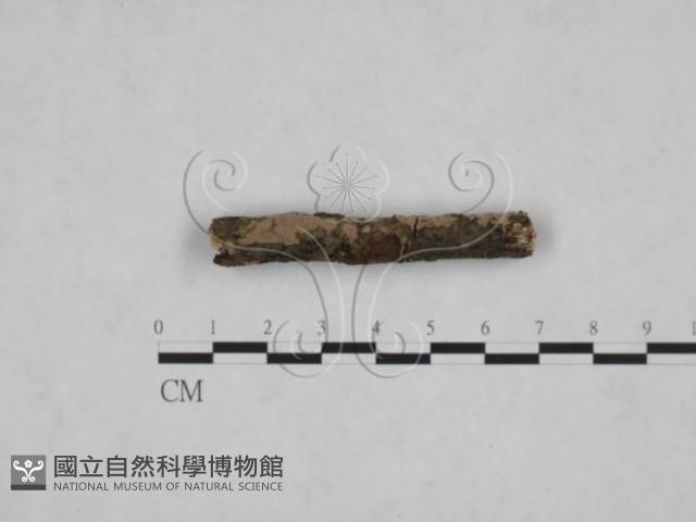 顯絲菌屬藏品圖，第3張