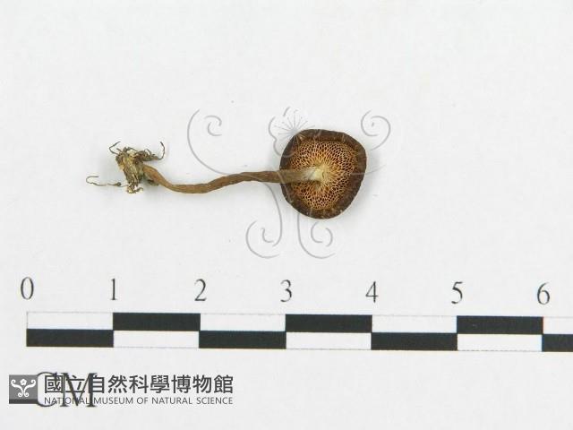 多孔菌屬藏品圖，第3張