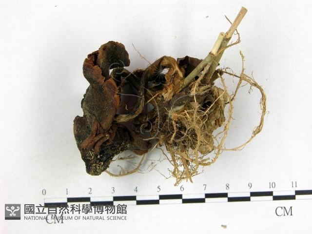 登錄號:F0013251藏品圖，第3張
