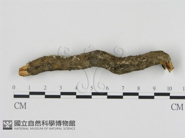 刺革菌屬藏品圖，第3張