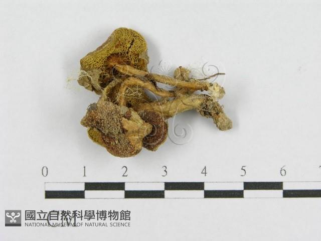 登錄號:F0010851藏品圖，第3張