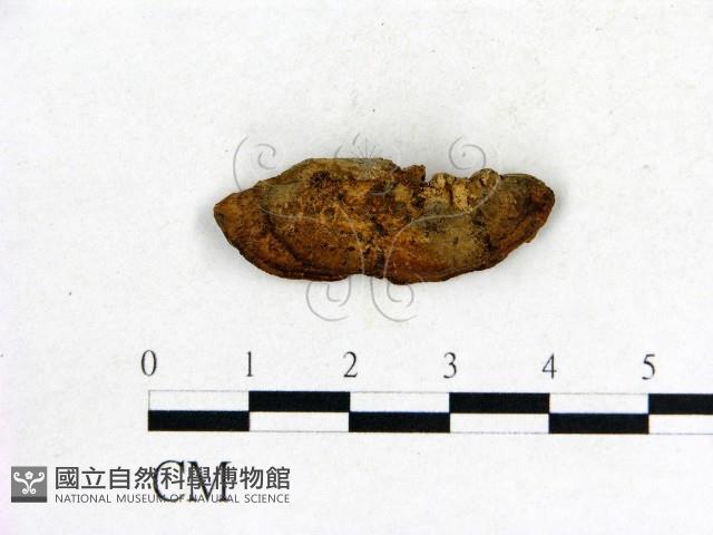 登錄號:F0006851藏品圖，第3張