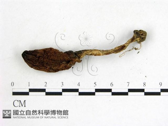 鬼傘屬藏品圖，第3張