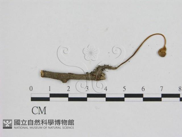 登錄號:F0001851藏品圖，第1張