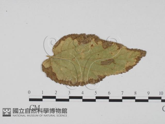 登錄號:F0011851藏品圖，第3張