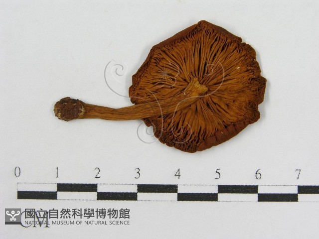 登錄號:F0004851藏品圖，第3張