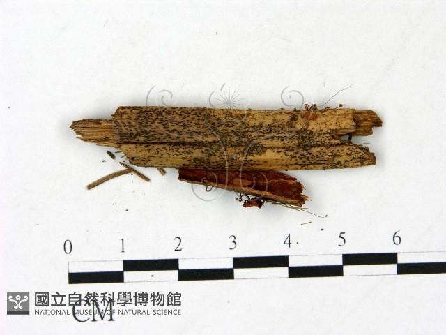 小皮傘屬藏品圖，第3張