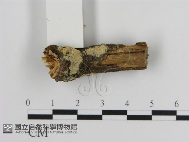 登錄號:F0002851藏品圖，第3張