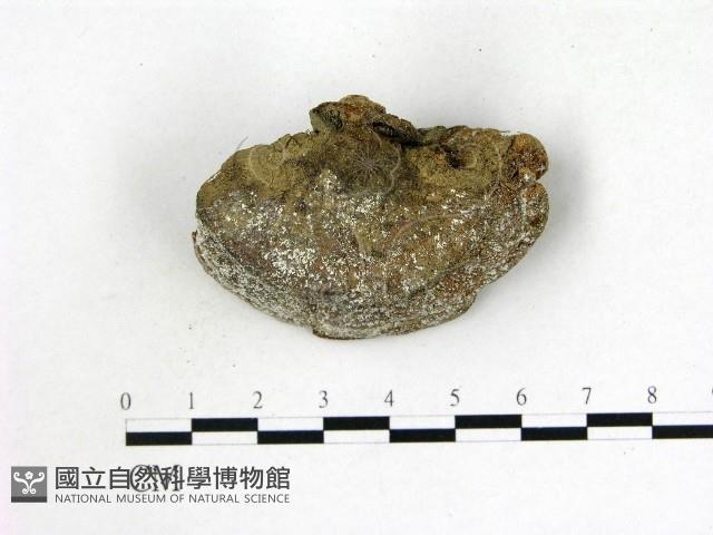 登錄號:F0012851藏品圖，第3張