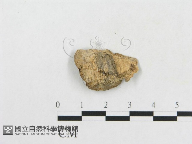 登錄號:F0007851藏品圖，第3張