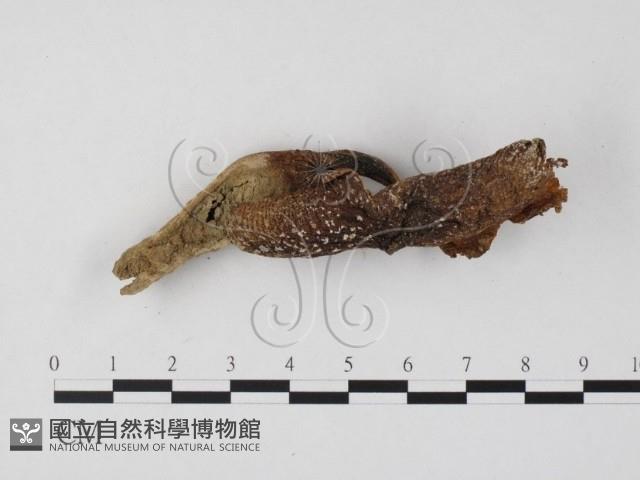 登錄號:F0025851藏品圖，第3張