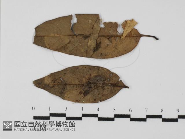 登錄號:F0009851藏品圖，第3張