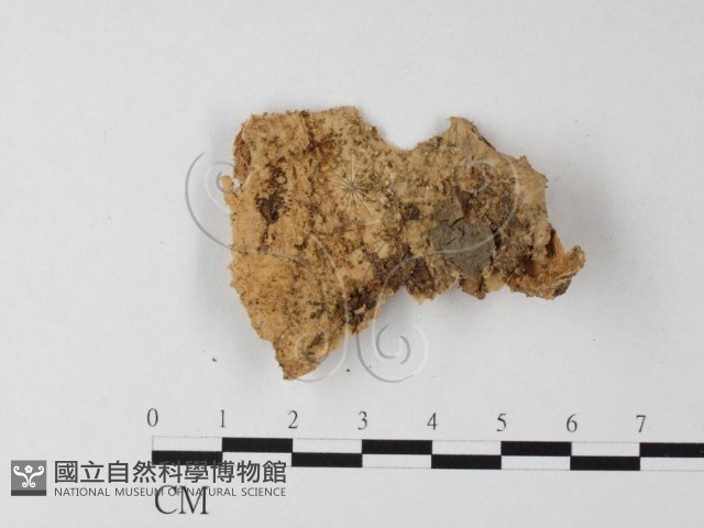 登錄號:F0003851藏品圖，第3張