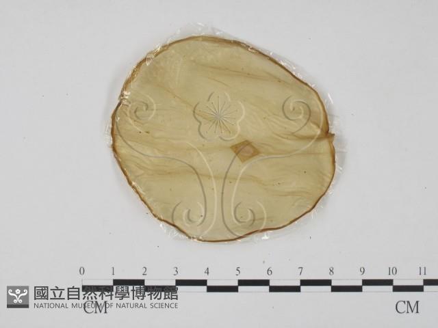 登錄號:F0013851藏品圖，第3張