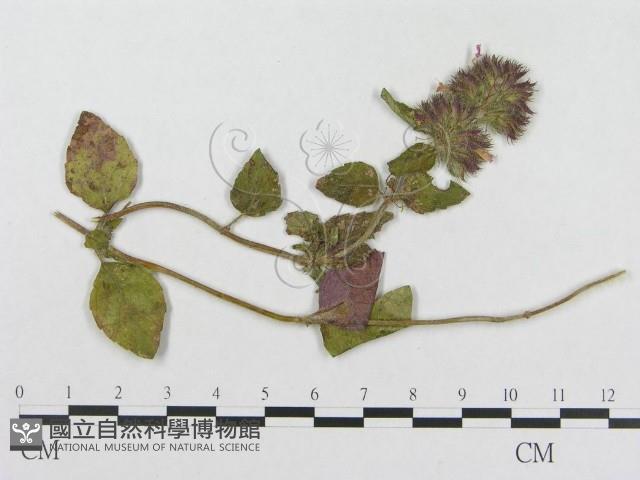登錄號:F0018951藏品圖，第1張