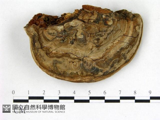 登錄號:F0020951藏品圖，第3張