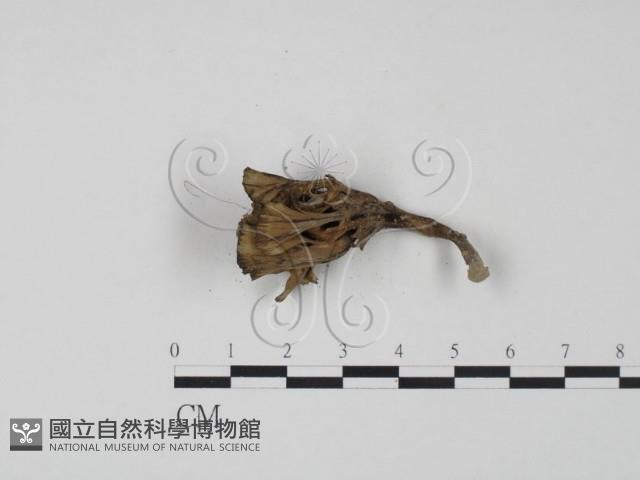 棕色革菌藏品圖，第3張