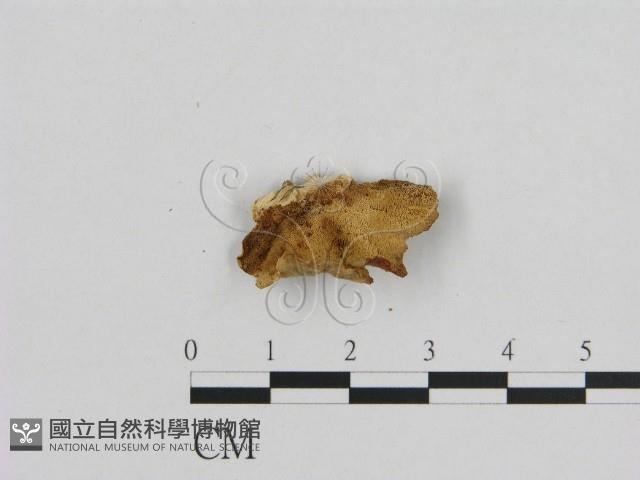 登錄號:F0006951藏品圖，第3張