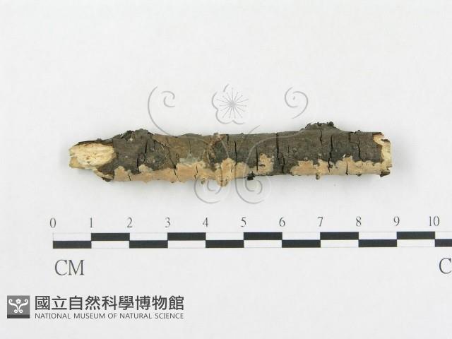 登錄號:F0016951藏品圖，第3張