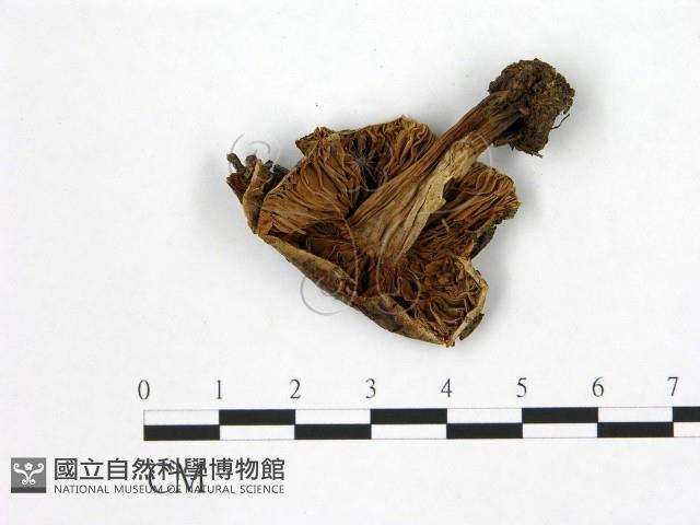 登錄號:F0021951藏品圖，第3張