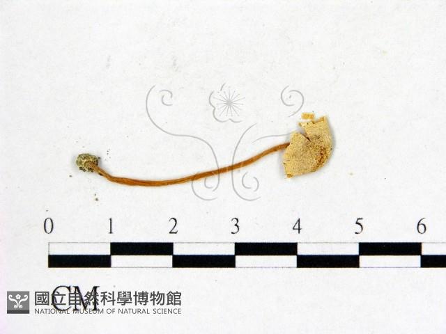 登錄號:F0004951藏品圖，第3張