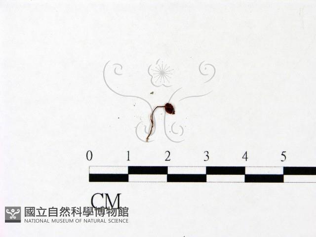 小菇屬藏品圖，第3張