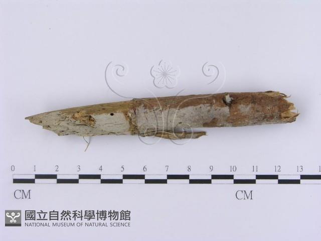 登錄號:F0002951藏品圖，第3張