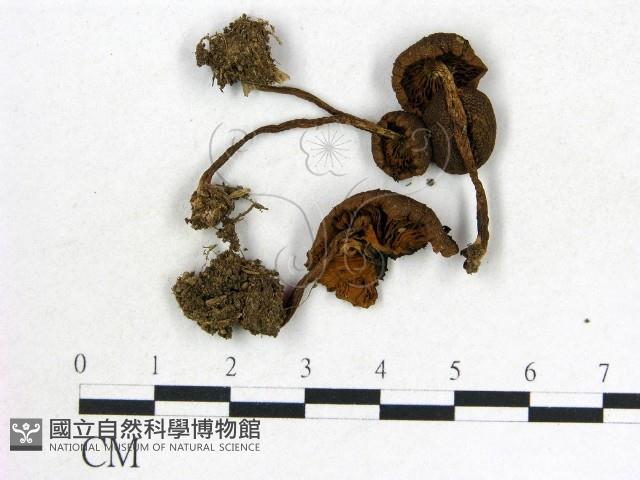 登錄號:F0012951藏品圖，第3張