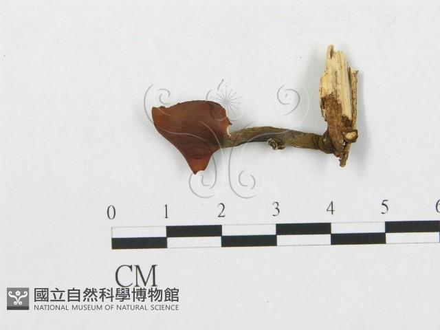 登錄號:F0007951藏品圖，第3張