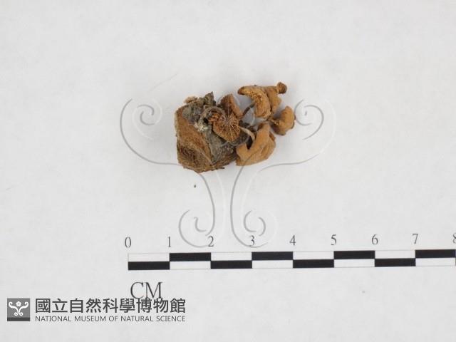 登錄號:F0025951藏品圖，第3張