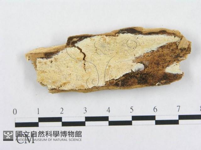登錄號:F0019951藏品圖，第1張